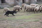 Der Hüter der Schafe