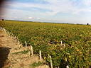 Weinlese im Médoc