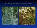 Baccharis halimifolia 5