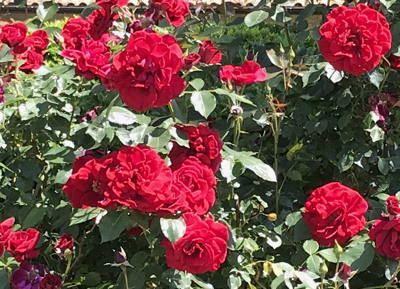 Roses