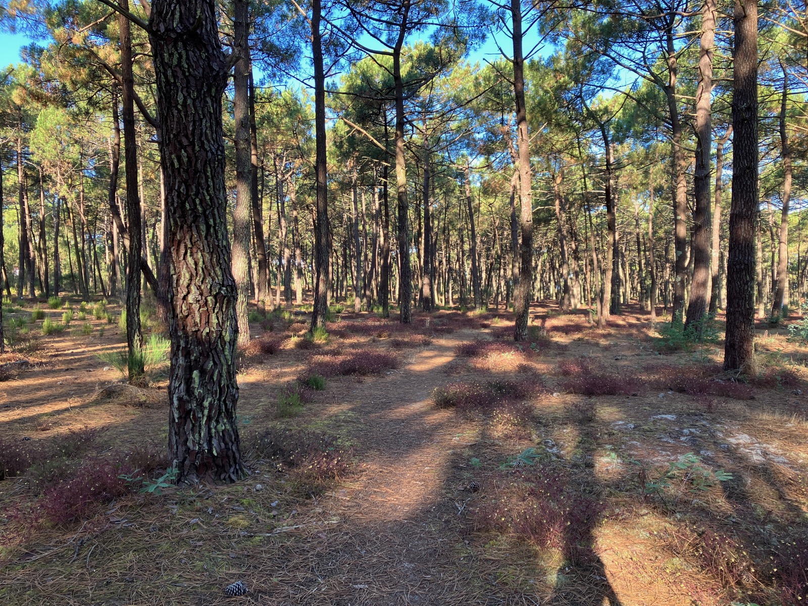 Chemin forestier dans la pinède du Médoc