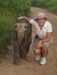 les éléphants du Tchad